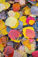 AUTUMN, Populus tremula, commonly called aspen, common aspen, Eurasian aspen, European aspen, or...