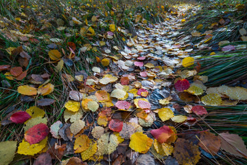 AUTUMN, Populus tremula, commonly called aspen, common aspen, Eurasian aspen, European aspen, or quaking aspen, Jacetania, Huesca, Aragon, Spain, Europe