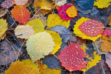 AUTUMN, Populus tremula, commonly called aspen, common aspen, Eurasian aspen, European aspen, or...