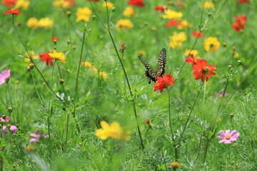 Cosmos field of various colors in Hamarikyu  Garden ,japan,tokyo