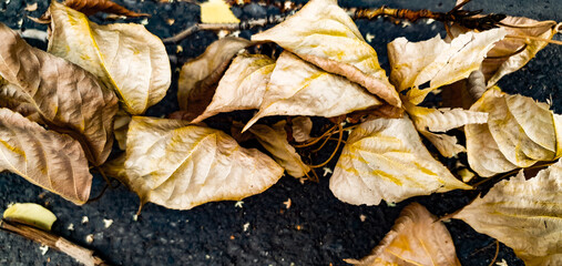 close up of firewood