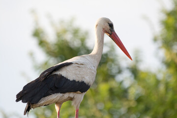 stork from the side