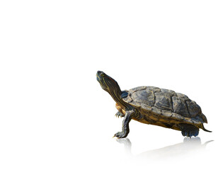 Red-eared slider turtle Trachemys scripta elegans, isolated on a white background, space for text,...