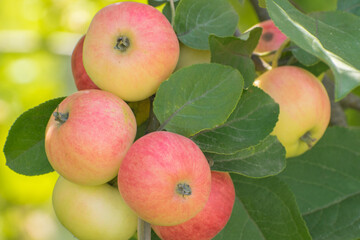 A bunch of apples on a branch in the rays of sunlight
