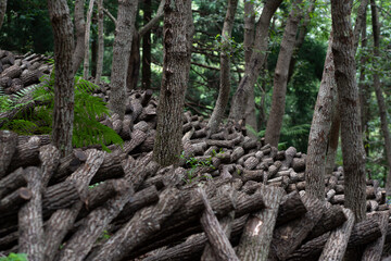 椎茸の原木栽培