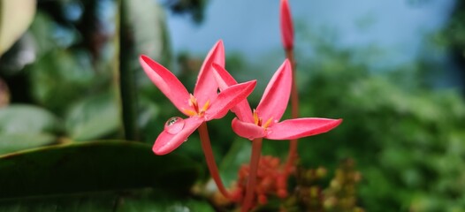 View of Jungle Geranium. A species of Rubiaceae.