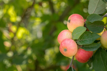 A bunch of apples on a branch in the rays of sunlight