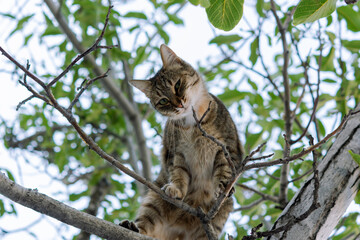 Naklejka na ściany i meble A gray young cat sits on a tree and playfully looks directly at the camera. Street tabby cat with beautiful green eyes. Portrait of a cat in close-up on a tree branch. An insidious sly look.