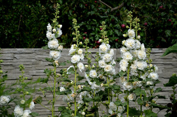 is a full-blown hollyhock with medium-sized flowers with a diameter of about 10 cm. They are pure...