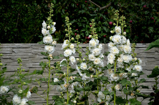 is a full-blown hollyhock with medium-sized flowers with a diameter of about 10 cm. They are pure white and, thanks to their full bloom, they look like scoops of fresh whipped cream and marigold