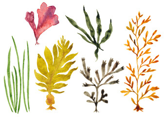 海藻1 © こまちみゆた