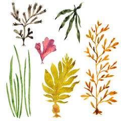 海藻1 © こまちみゆた