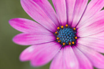 Fototapeta premium Plantas macro