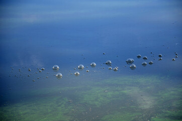 algae cyanobacteria and mud water with bubbles on the surface means that methane is rising or...