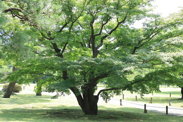 Fototapeta na wymiar Big tree in Hamarikyu Garden ,tokyo,japan 
