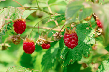 A branch of ripe red raspberries. Red sweet berries.