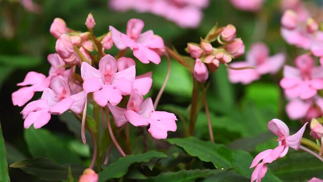 Beautiful flower (Habenaria orchid) in waterfall at Phu Hin Rong Kla National Park, Thailand.