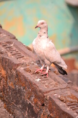 white pigeon on the stone