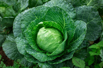 Fototapeta premium close up fresh organic cabbage in home garden