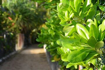 green plant in the garden