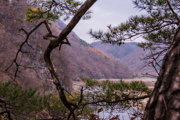 landscape of riverside and pine trees.