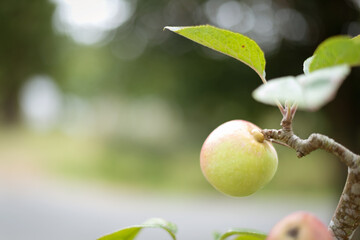 Green unripe apple on tree with blurred countryside background