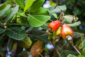 Leaves and cashews in cashew tree