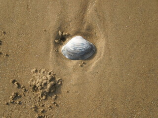 Fototapeta na wymiar shell on the beach sand