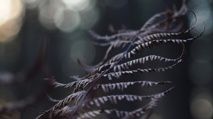 Fougères mortes en plein cœur de l'hiver, avec un joli bokeh lumineux en arrière-plan