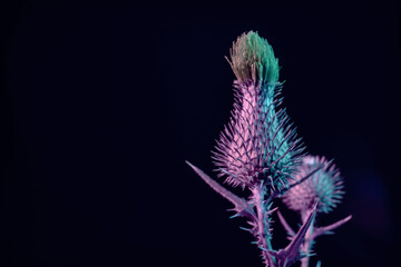 Close up Beautiful flower burdock in neon light on a black. Minimalism retro style concept. 80s....
