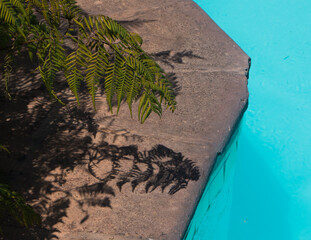 Piscine et plantes avec ombres