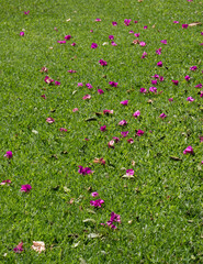 Jardin et pétales de fleures