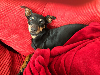 Close up of isolated adorable miniature pinscher (Canis lupus familiaris, mini doberman) on sofa...