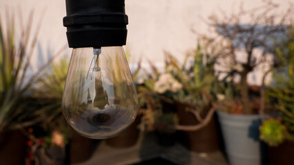 Ampoule en verre et plantes