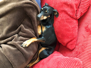 Close up of isolated sleeping adorable miniature pinscher (Canis lupus familiaris, mini doberman)...