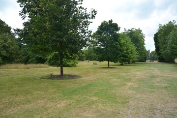 Fototapeta premium trees in the park