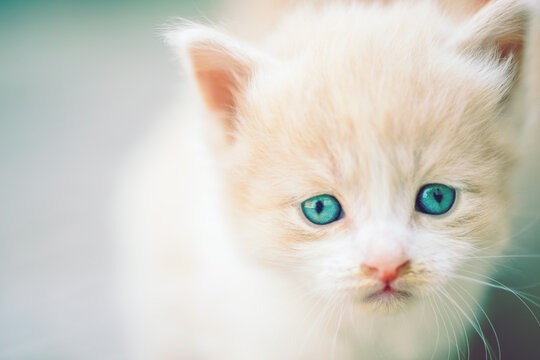 Lovely beige white fluffy kitten with blue eyes closeup portrait.
