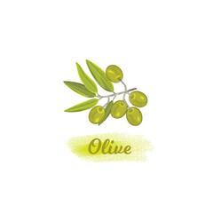 Olive branch isolated on white vector picture in vintage style. Illustration with woodcut style elements.