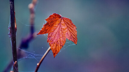 Dry autumn leaf on a dark blue background