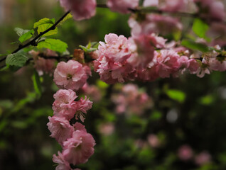 beautiful pink flowers on branches close up on a background of green leaves in spring