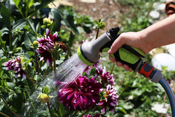 Hand watering flowers in the garden from a hose