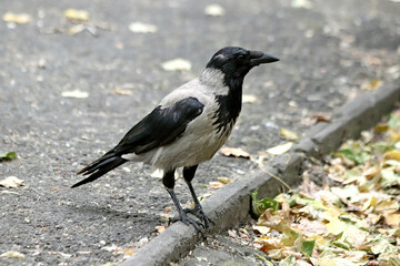 crow on the ground
