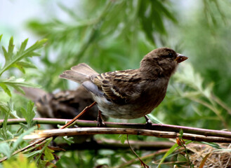 sparrow on a branch