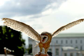 eagle in flight
