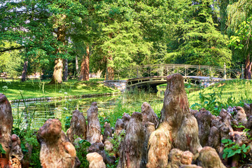 Swamp cypress air roots on the river with historic bridge in the background.