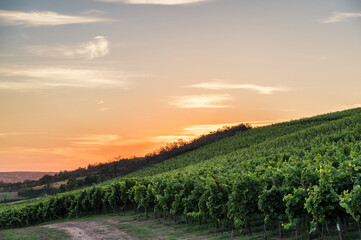 Weinberg bei Sonnenuntergang mit malerischem Himmel