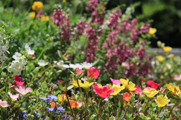 Flowers blooming in the flower bed of Oshima Kmatsugawa Park ,japan,tokyo 