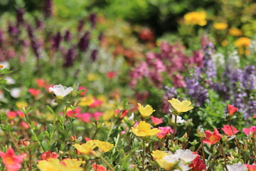 Fototapeta premium Flowers blooming in the flower bed of Oshima Kmatsugawa Park ,japan,tokyo 