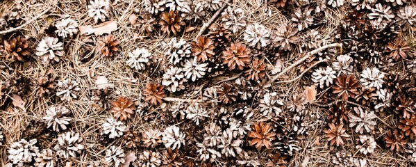 Fallen pine cones as an autumn winter background - handicraft material for Christmas