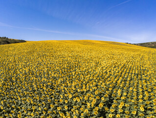 Luftaufnahme eines riesigen Sonnenblumenfeldes auf einem Hügel vor blauem Himmel